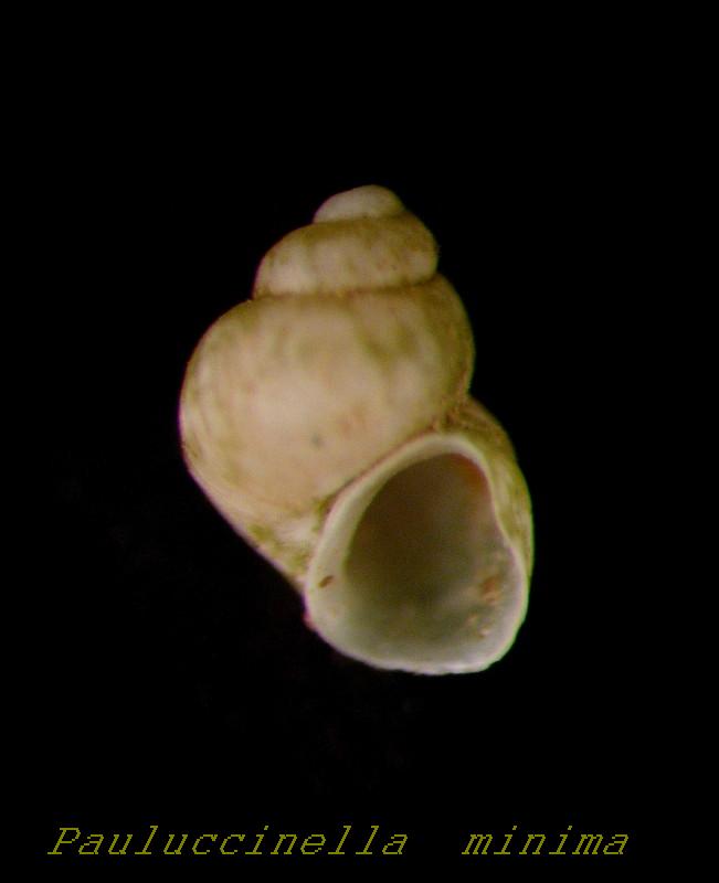 Pauluccinella minima  ( Paulucci , 1881 )